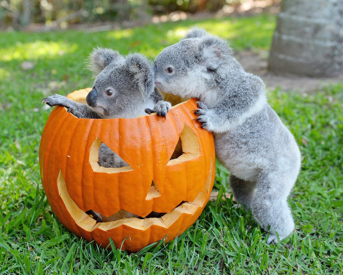 Australia Zoo on Twitter "Happy October!🎃 Our pumpkin spiced koalas