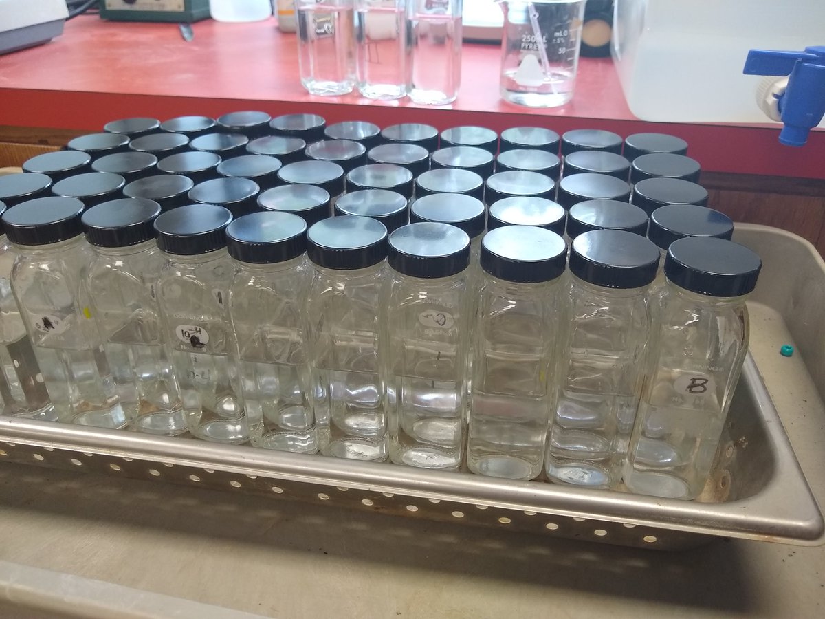 misty_wehling's tweet photo. So far, the highlight of the work day: new caps for the water blanks. Otherwise, it's trash and dishes. 😉 #labprep https://t.co/QXT8tqFmiD