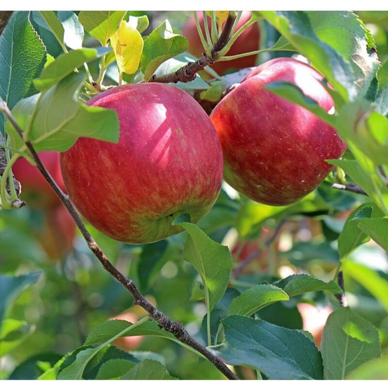 Bon long weekend à tous! 😁 Mes sympathies à tous les conjoints qui ont une journée aux pommes de prévue. 🍎
