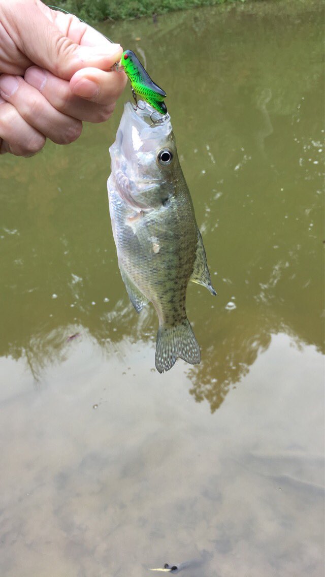 AndyWadeKY's tweet photo. #CreekFishing #Crappie #Crickhopper. @RebelLures https://t.co/uLuwvKSmkF