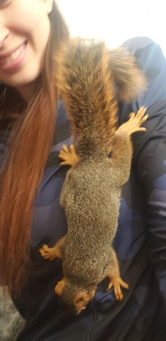 Buddy being a squirrel lol hes so cute! https://t.co/N5HcpWxMSy
