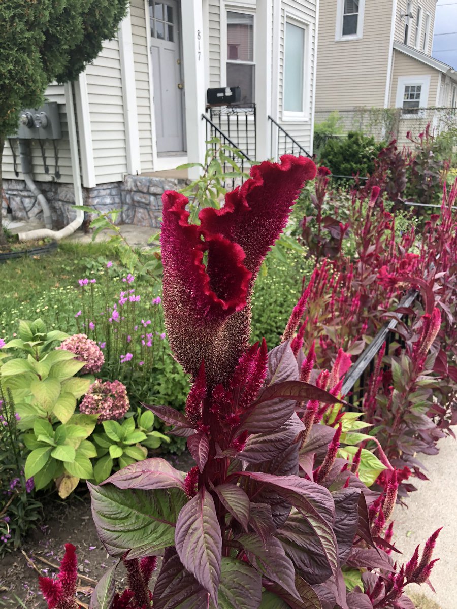 RelopezE's tweet photo. Eventually my goal in life is to be like this flower. So rare that people have to stop and ask how. #Hedidit #Abbaisgood #rareflowers #worldwounders https://t.co/fZk2bg01kB