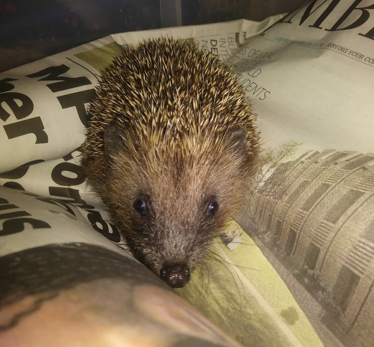 CamHedgehogs's tweet photo. Do you lead a residents association in #Cambridge? Would you be interested in @CamHedgehogs giving a talk at one of your meetings to help to your #community help hedgehogs? Get in touch! hello@cambridgehedgehogs.org https://t.co/NdNpbuCCPu