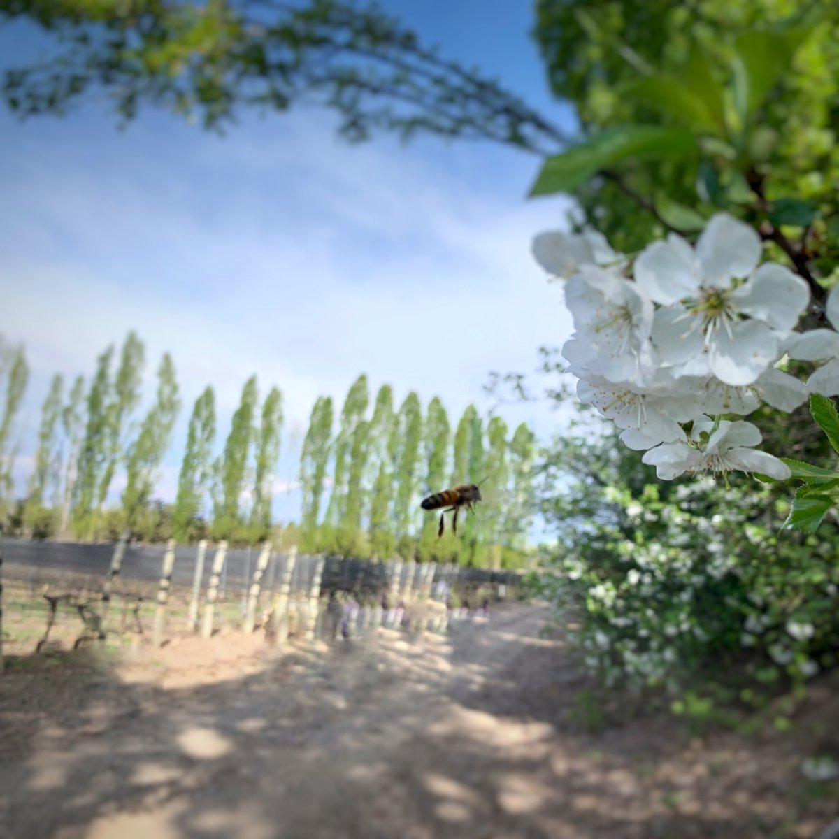 The world stopped moving for a sec at #Adriannavineyard 🐝🌸🌱.  @CatenaMalbec #spring #life #nature #vineyard #sustainability