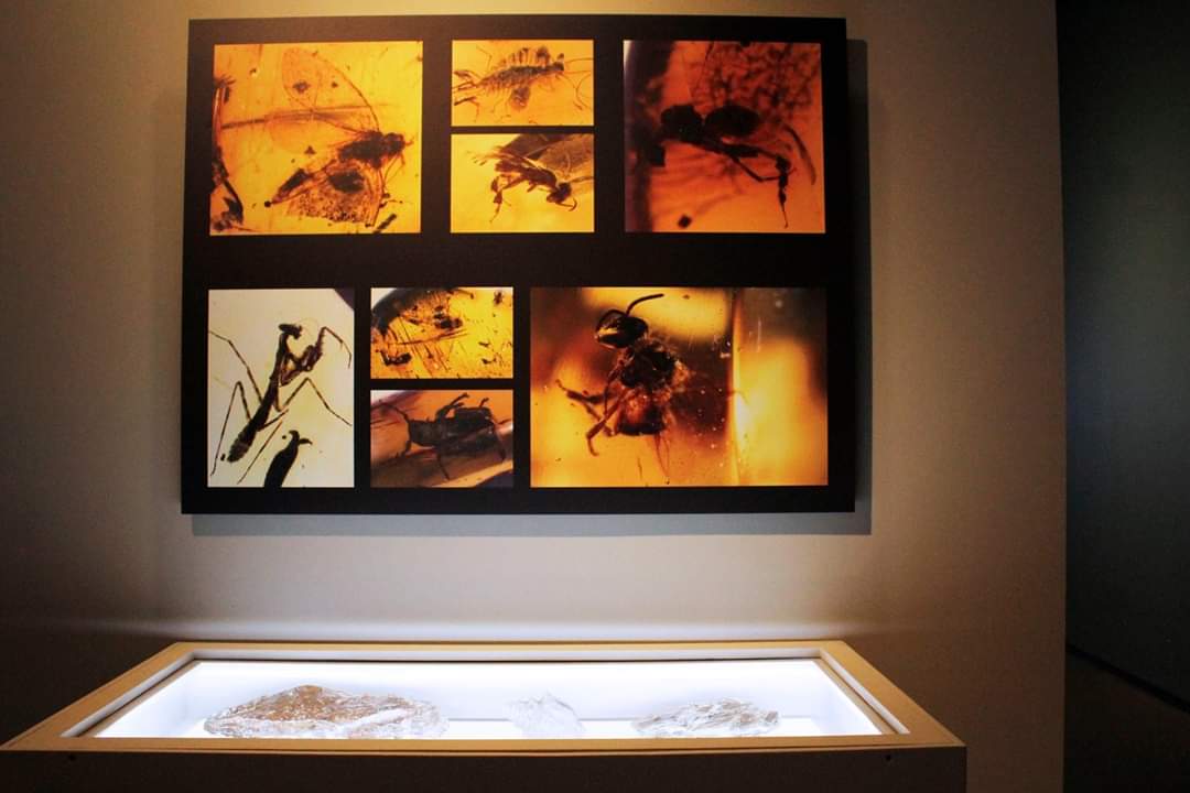 IndicMx's tweet photo. ¡Viscosos pero sabrosos! Lánzate al Colegio de San Idelfonso a la expo "El arte de comer insectos" la muestra mezcla el arte, ciencia e historia a través de esta muestra gastronómica ¿se te antoja? 🐛🐜🐝🐞🕷️
⠀
Fotos: Itzel Romero.
⠀  
#CDMX #INDICmx #Insectos https://t.co/iGZTv11BqG
