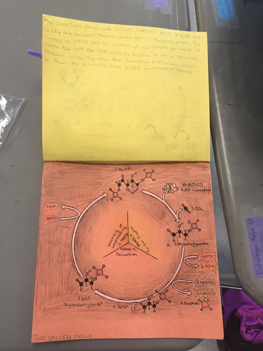 Dr_Bocchino's tweet photo. Some of my students went all out on this simple foldable! Sometimes low tech works too! 🤷♂️ #APBio #DFHSScience #Pridein5 #Teachin5 #Connectin5 https://t.co/Ihc8rRvowX