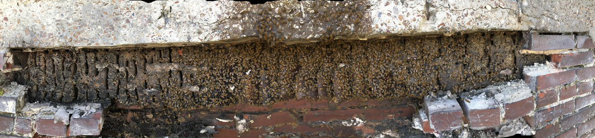 MemphoNewsLady's tweet image. Holy giant beehive! MidSouth Bee Rescue removed a 14-foot long beehive from a 109-year-old home near Loflin Yard in downtown #Memphis.  The house is being demo’d. The hive was relocated &amp;amp; the removal crew took home tons ‘o honey! #wmc5
📸: Roger Hunter