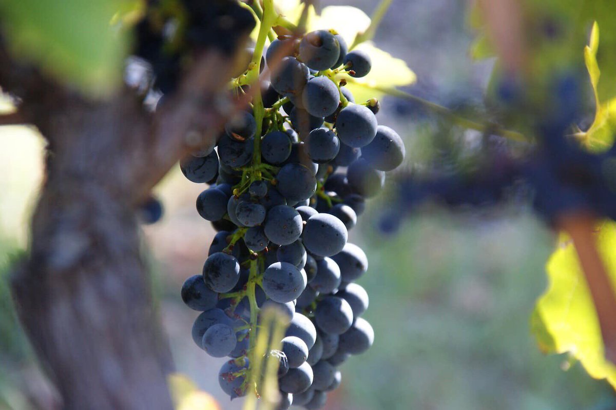 selectionhh's tweet image. It is already beautiful as it is. How much more in the bottle⭐️⭐️⭐️⭐️⭐️Gatt Sangiovese grown in the Barossa Valley. Aren’t you curious how a Sangiovese from Australia taste like? Check it out: selection-hermann-hofmann.com/products/sangi…