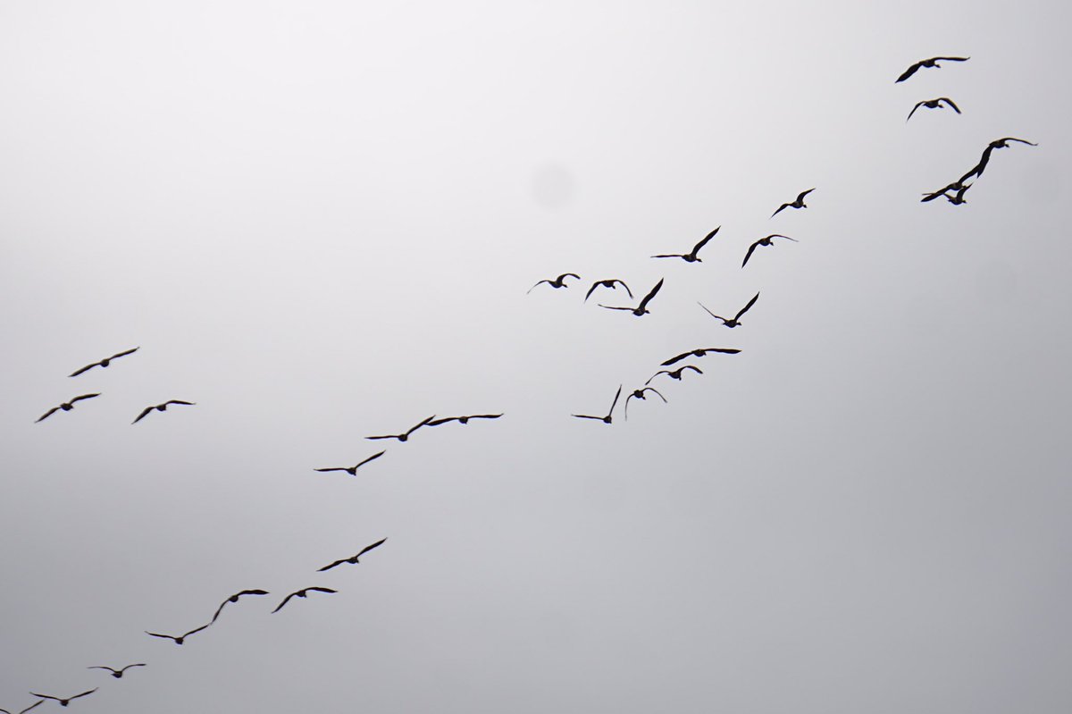 Geese in a disorderly formation.