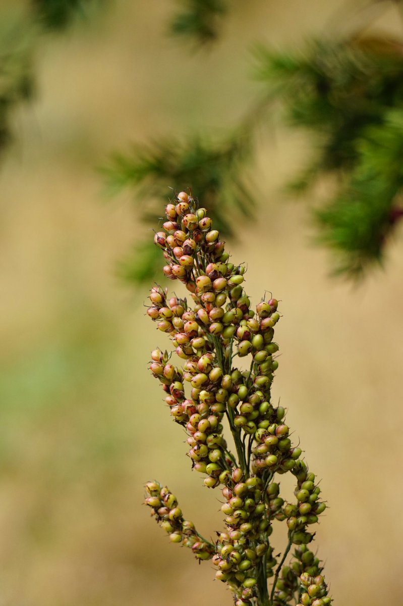 Sorghum seed head.