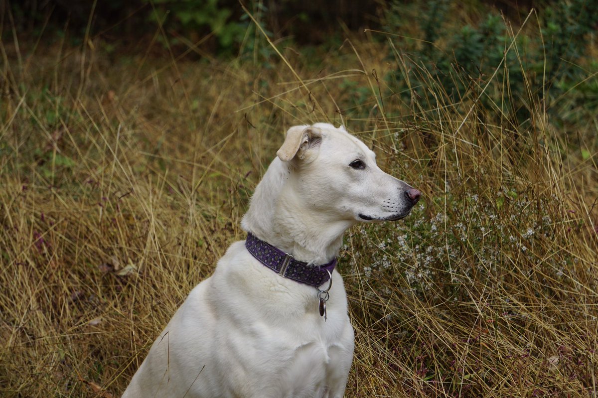 Barley the dog in a field of golden grass.