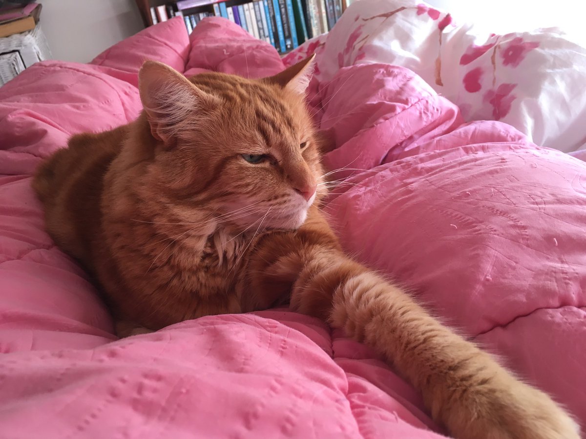 FelineGourmet's tweet photo. It's #Caturday, Mum, so you're getting out of bed when I let you and not a minute before!

#WeighedDown
#catsoftwitter https://t.co/TdyWF7Vc6q