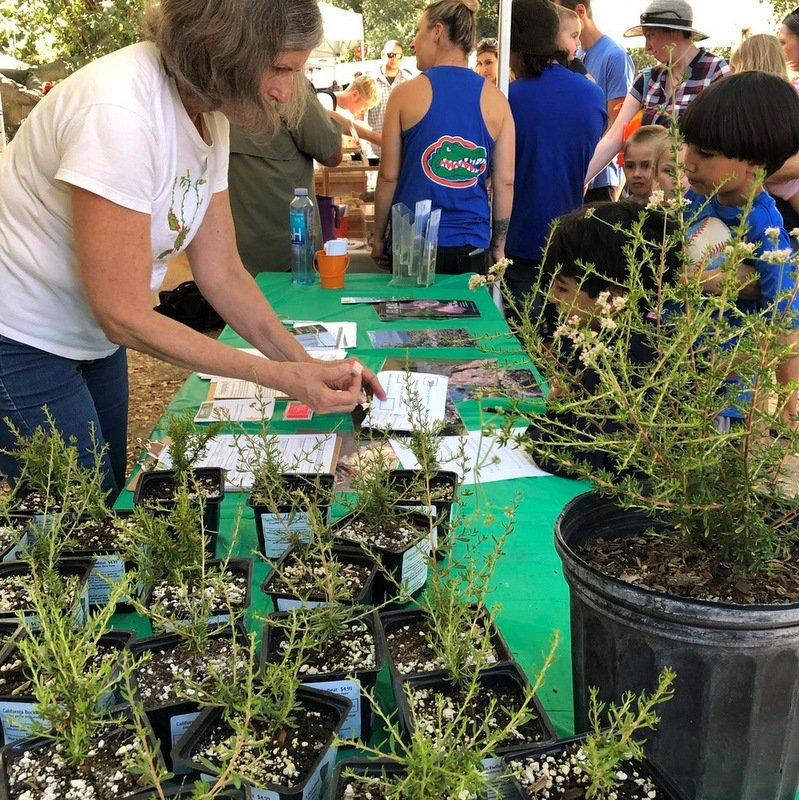 cnps_oc's tweet photo. #BuckwheatInEveryGarden #OCCNPS to distribute FREE CA buckwheat plants to OC households. Pick up a plant at the NEXT #cabuckwheatgivaway at #LagunaBeachSmartscapeExpo - Saturday, 10/12/19 (8 a.m. to 2 p.m.) at 306 3rd Street, Laguna Bch. #mycabuckwheat #buckweatbringsbutterflies https://t.co/Y13gaimjFS