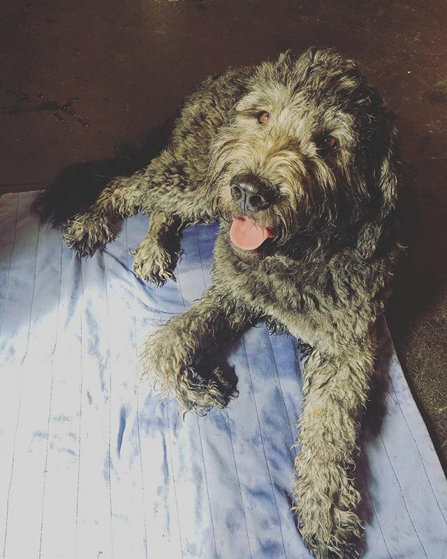 Opportunity Barks tweet media