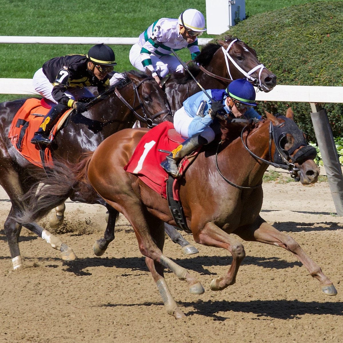 Fleetphoto's tweet photo. #CaptainBombastic @TheNYRA @nytbreeders with @iradortiz beating #Hellbender and #FirstDeputy at beautiful #BelmontPark https://t.co/nqDwqNP27w
