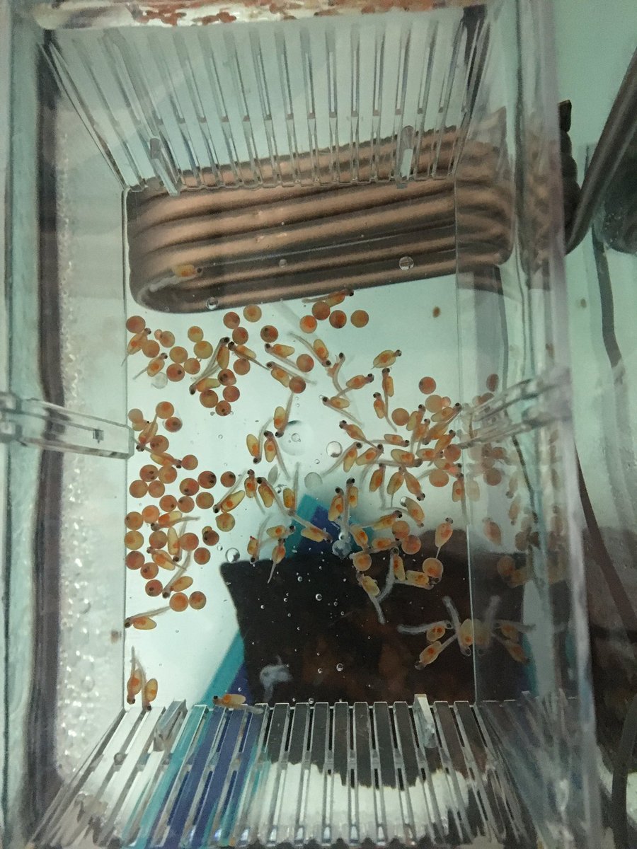 devinem42's tweet photo. Lake-Noxen 3rd Graders excited to receive rainbow trout eggs that they will be raising through participation in the PA Trout in the Classroom Program. #Knight_Vision3  @fishandboat https://t.co/R0vs2Xkntk