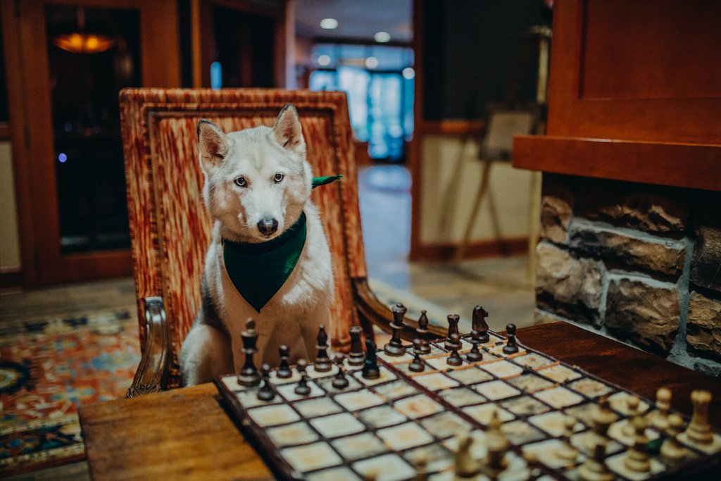 Pawn to queen four.
Photo Credit: kintothewild via Instagram
#nationalchessday // #dogfriendly // #chesshumor