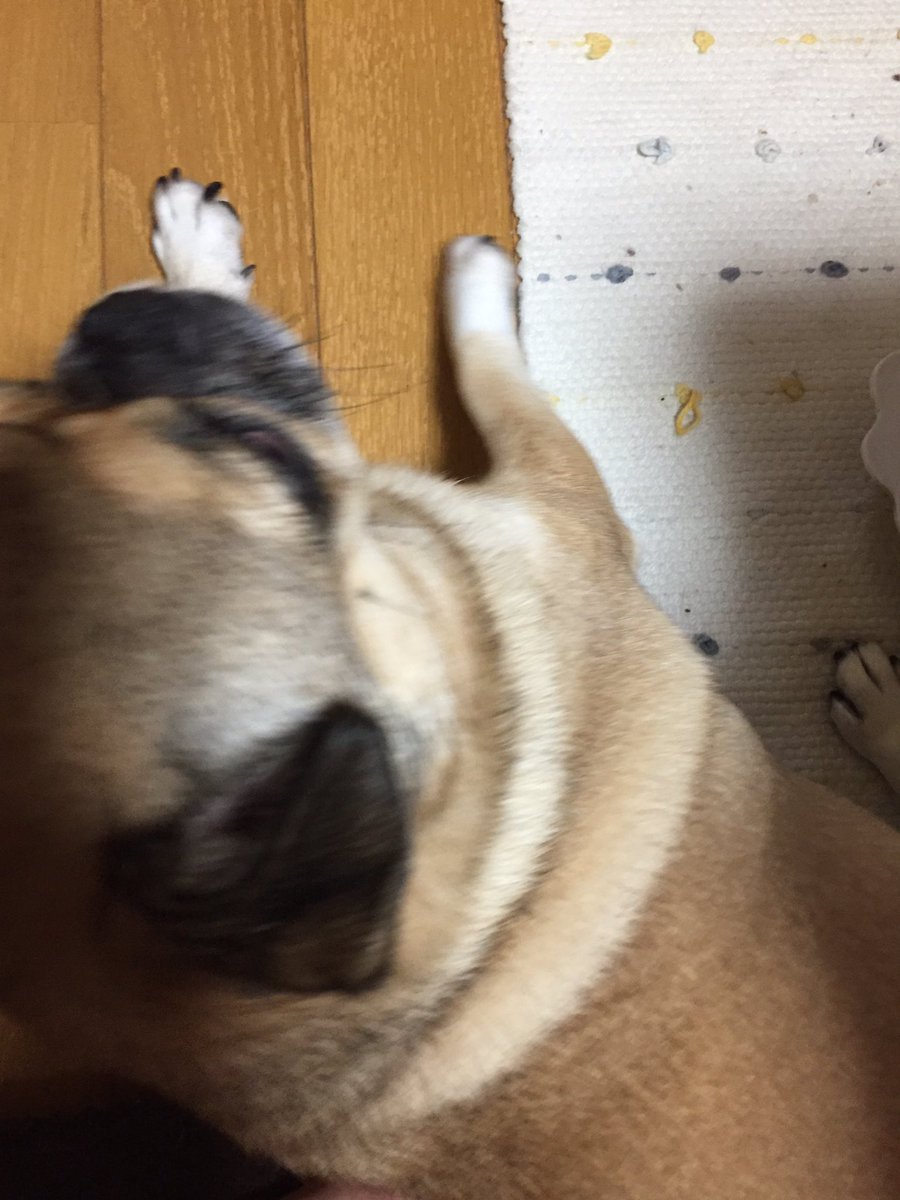 houndcoms's tweet image. 台風に伴い「犬をしまえ」がツイッターのトレンドに上がってますね。外飼いのワンコも今日はおうちに上げて #犬しまい して下さい。
車が飛ばされる位だから、犬小屋やワンコはすぐ飛ばされます。ワンコの安全も考えて。
#ナイス犬しまい 🐶