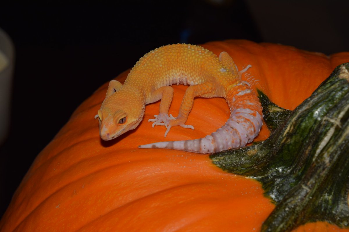 ReptilePunch's tweet photo. Sunglow on a pumpkin anyone?? Shes definitely one of my favs https://t.co/pN2XqlFKKH