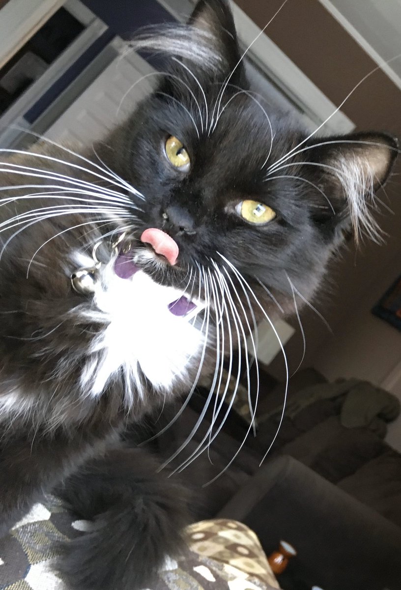 JossieValentin's tweet photo. Thank you Facebook memories. Very young Diego is always a pleasant memory. #CatsForWarren https://t.co/W6NKX2uAQZ