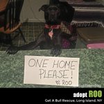 Photo by AdoptableDog (@Adoptabledog)