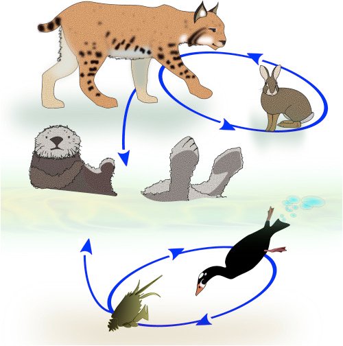 Lynx Food Chain Web Biology Diagrams
