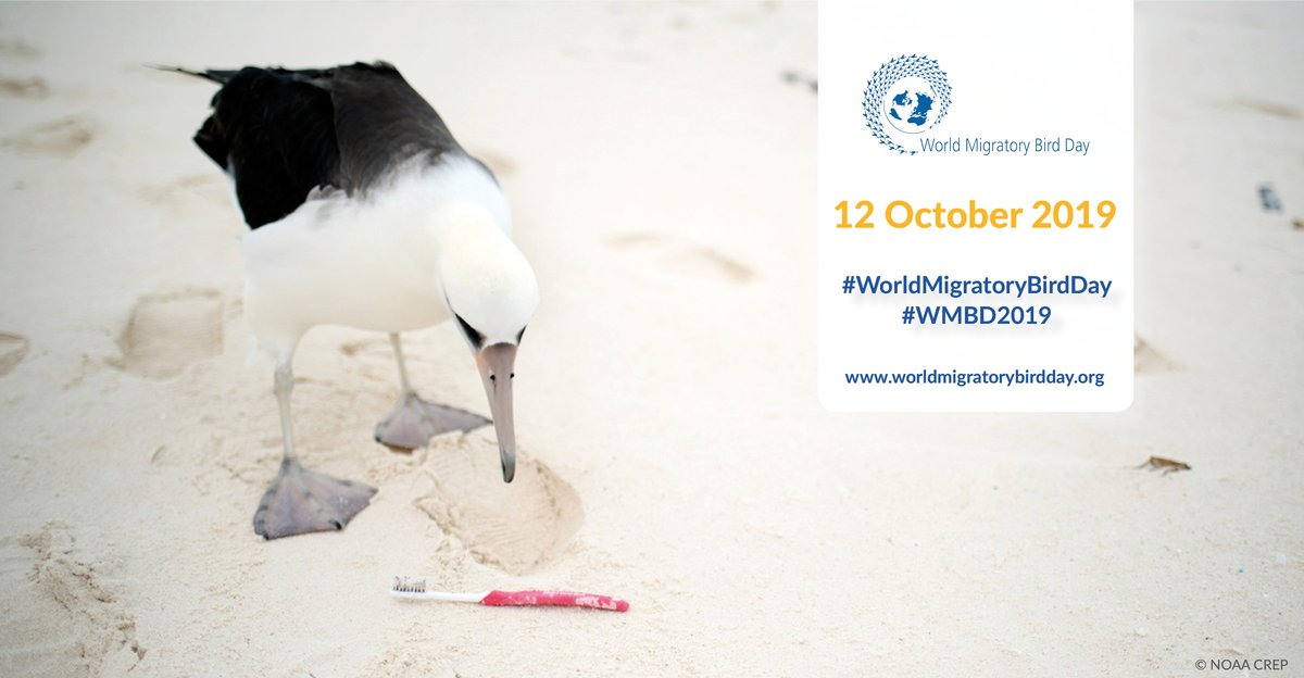 UN's tweet photo. 90% of the world’s seabirds have fragments of plastic in their gut.

Help protect them on Saturday's #WorldMigratoryBirdDay &amp; every day: https://t.co/bNasTv7eZw #BeatPlasticPollution https://t.co/iRJBUjIWgn