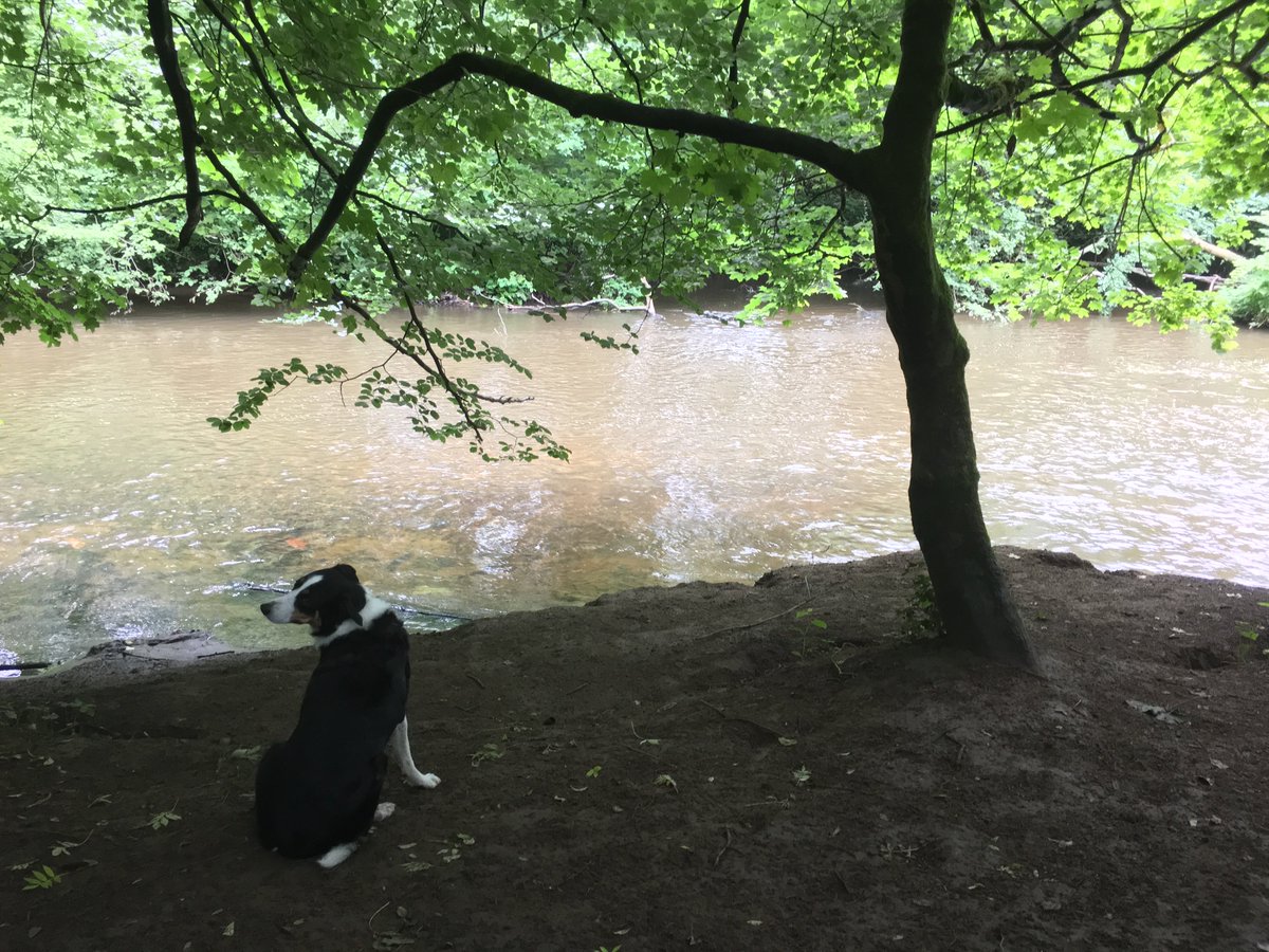MegSheepdog's tweet photo. Oh go on, please mum....... https://t.co/eTuEPyd4hr