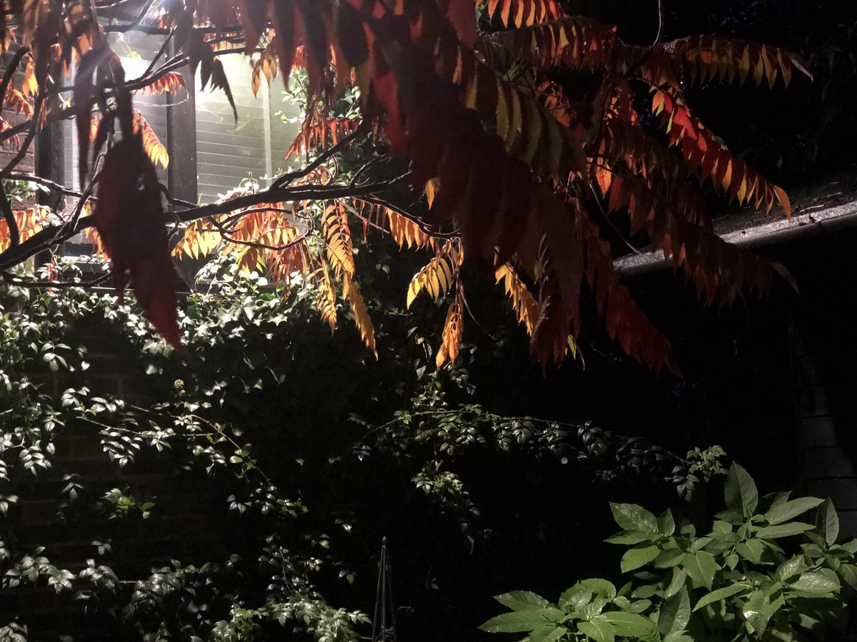 Alladiosims tweet media