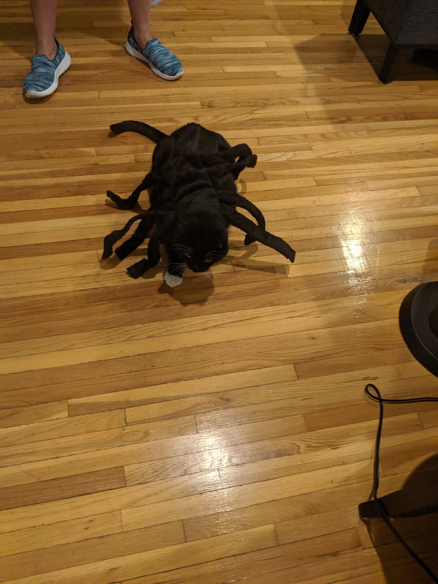 Ian size is larger than med dog... He doesn't want to be a spider either..