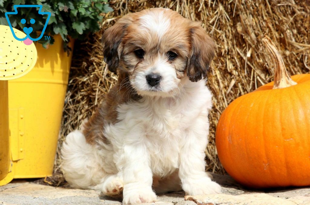 KeystonePuppies's tweet image. Our puppy of the day is Dallas! This lovely and very social #Cavachon puppy will bring #muchjoy to your life!

bit.ly/2SlFHRB-Keysto…  #PuppiesforSale