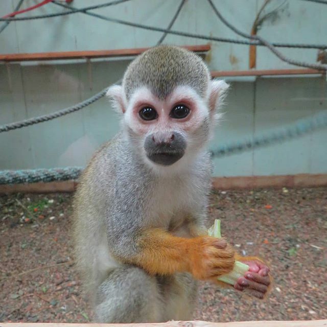 Squirrel Monkey #animalphotographer #animalphotography #animal #animalphoto #photographer #photography #photo #sx540hs #canon #powershot #canonpowershot #powershotsx540hs #canonpowershotsx540hs #southlakes #southlakessafari #safarizoo #zoo #zoophoto #zoo… ift.tt/2MBPFbJ