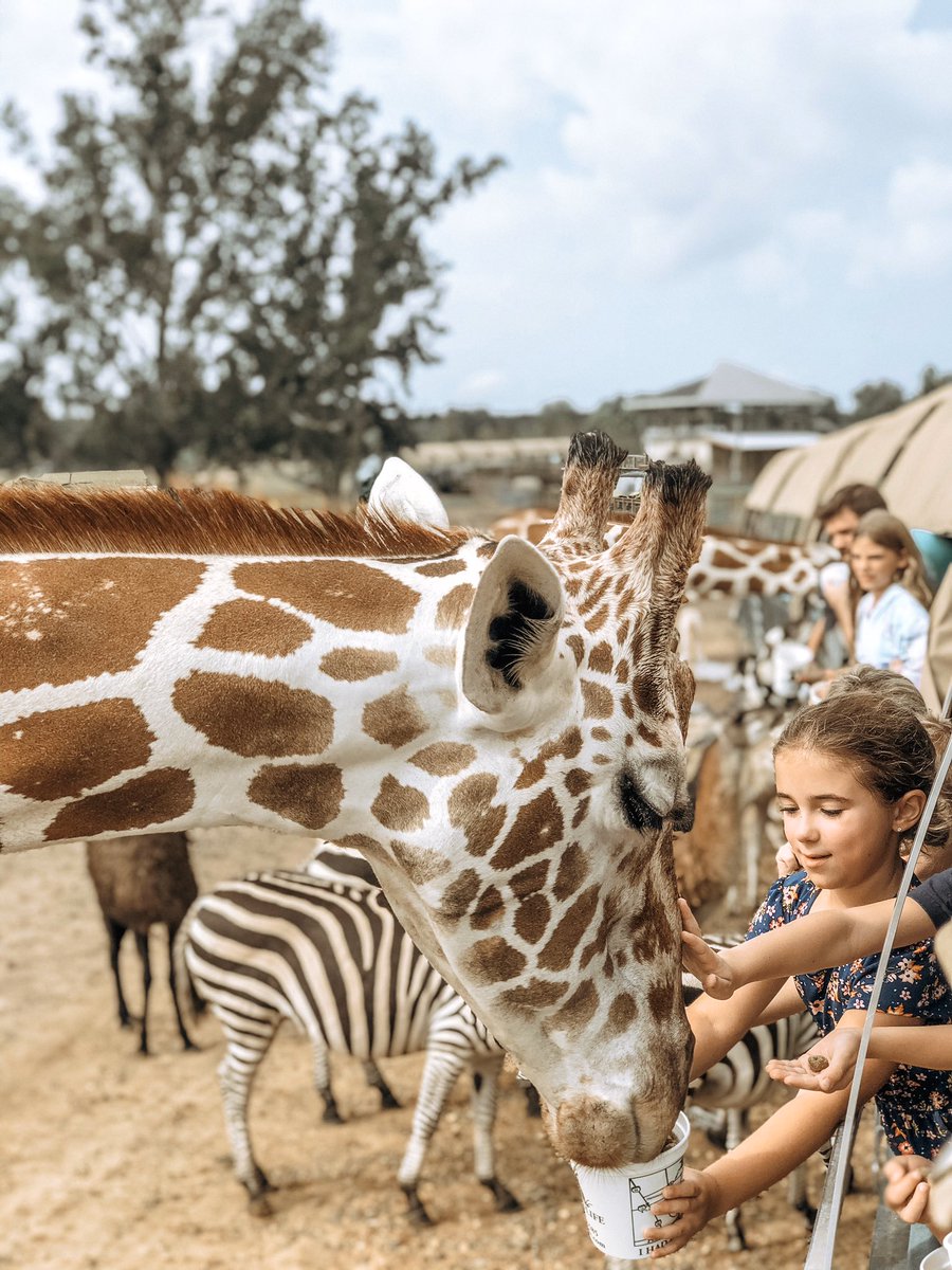 hcmenard's tweet photo. Hey, wild thing🦒🦙🐂🦓 https://t.co/Ybu0ut7ZgI