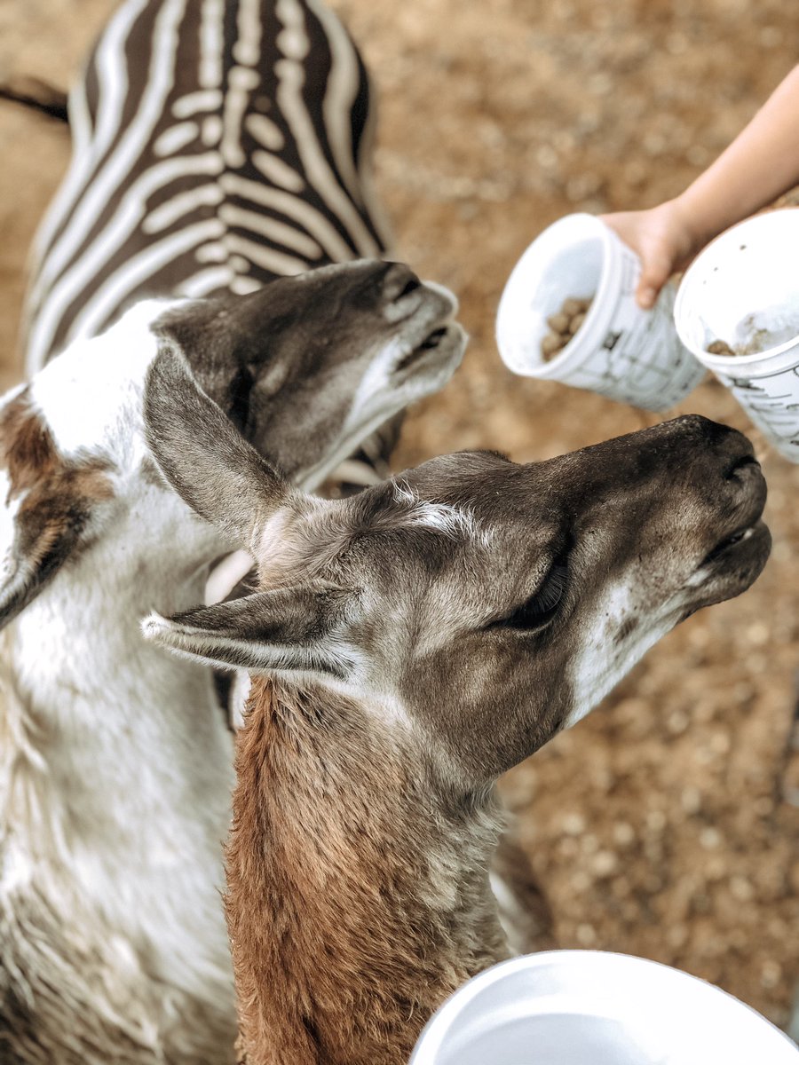 hcmenard's tweet photo. Hey, wild thing🦒🦙🐂🦓 https://t.co/Ybu0ut7ZgI