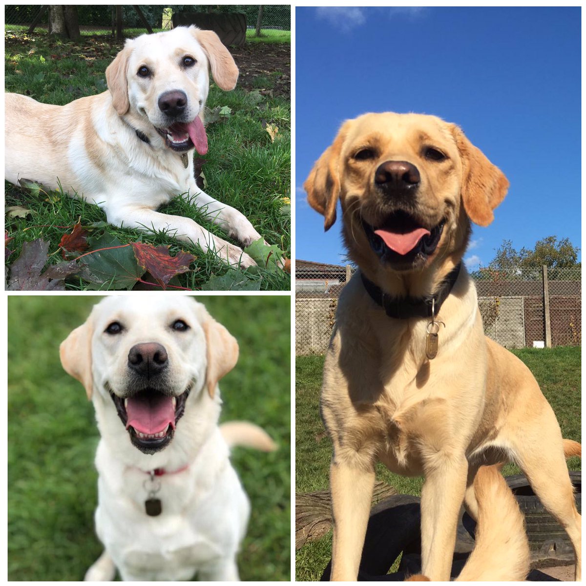 Tomorrow we will be <a href="/RoyalPriorsSC/">Royal Priors</a> from 10am. Please pop down and say hello. Trainee #guidedogs Jane, Flora and Zen are just a few of our lovely dogs who will be there 🐶