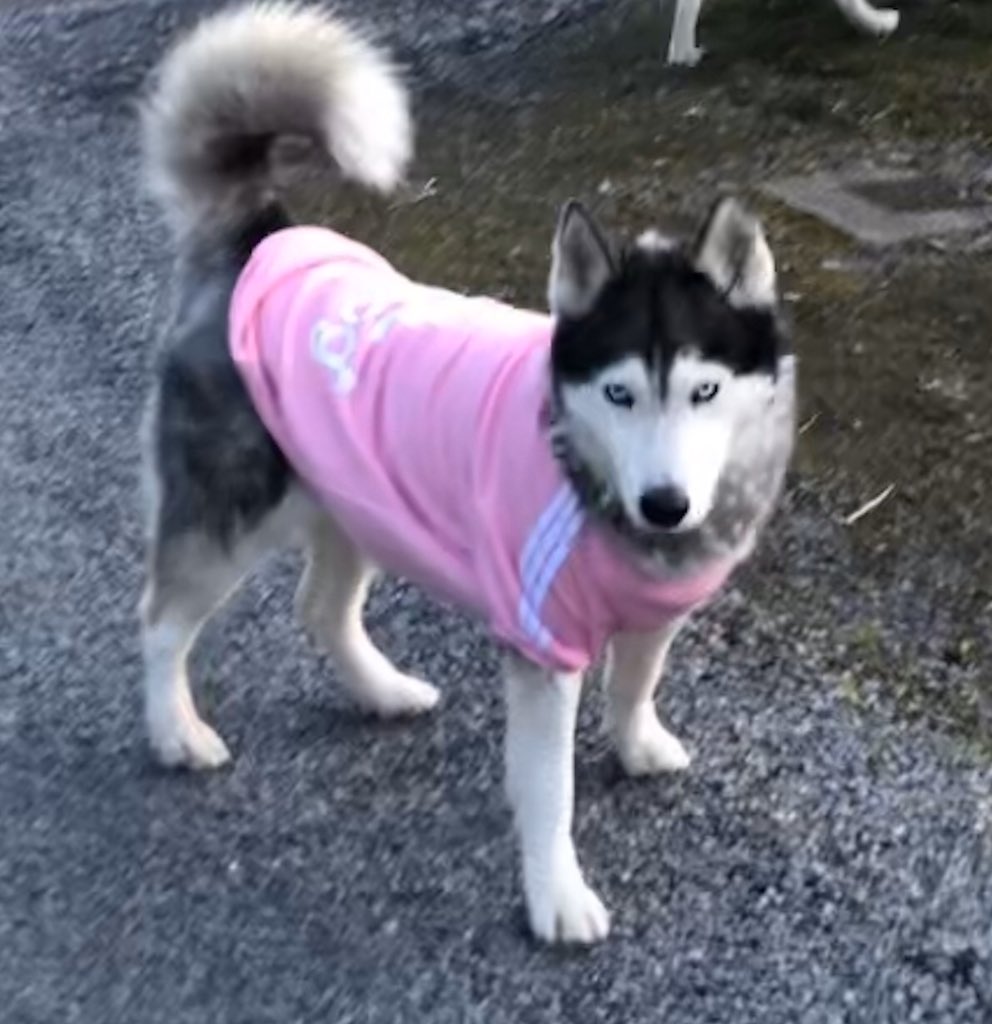 MayaMayoHusky's tweet photo. It’s jumper season 👚 #WinterIsComing #siberianhusky #dogsoftwitter #prettyinpink https://t.co/O7bilK2OjF