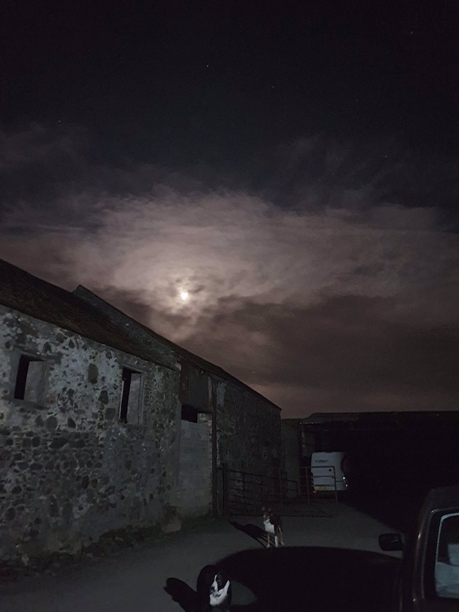 RuthMcQuillan2's tweet photo. The boys love playing at night! #Jack #Tyco #BoyDogs #Moonlight #Blackskull #CoDown https://t.co/14h2BlQgH7