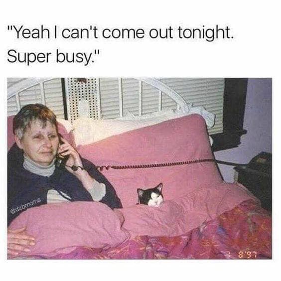 AnimalHouseCats's tweet photo. Who else plans to stay in with their cats tonight? #friday https://t.co/VEqDp2U08J