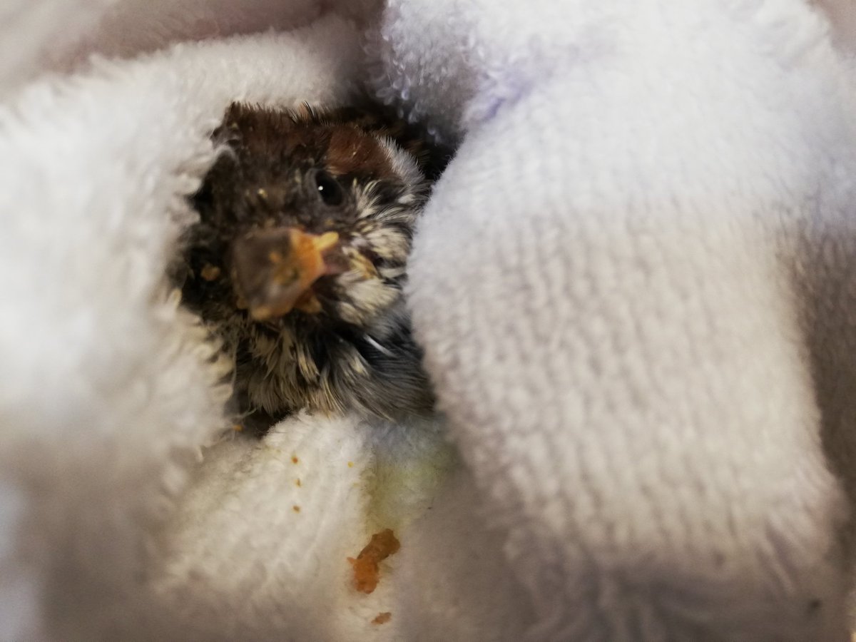 すずめのおやど 雛は3時間に1度 成鳥なら1日3回程度 嫌がっても餌をあげてください もしネット宅配が動いていれば ネクトンs という栄養剤を買って混ぜてください 獣医師さん曰く 一般の人が買える一番いい栄養剤だそうです もし台風で鳥 すずめのおやど 雛は3時間に1度 成鳥なら1日3回程度 嫌がっても餌をあげてください もしネット宅配が動いていれば ネクトンs という栄養剤を買って混ぜてください 獣医師さん曰く 一般の人が買える一番いい栄養剤だそうです もし台風で鳥
