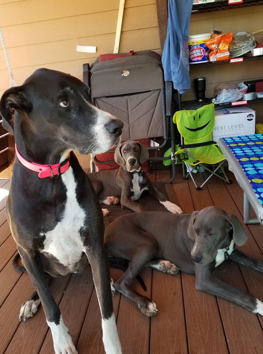 WheresThePie's tweet photo. 💗RIP Olive — 7/2/14 ~ 10/11/19💗 https://t.co/1HmUz9yo0Y