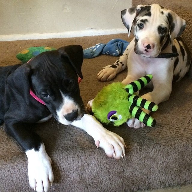 WheresThePie's tweet photo. 💗RIP Olive — 7/2/14 ~ 10/11/19💗 https://t.co/1HmUz9yo0Y