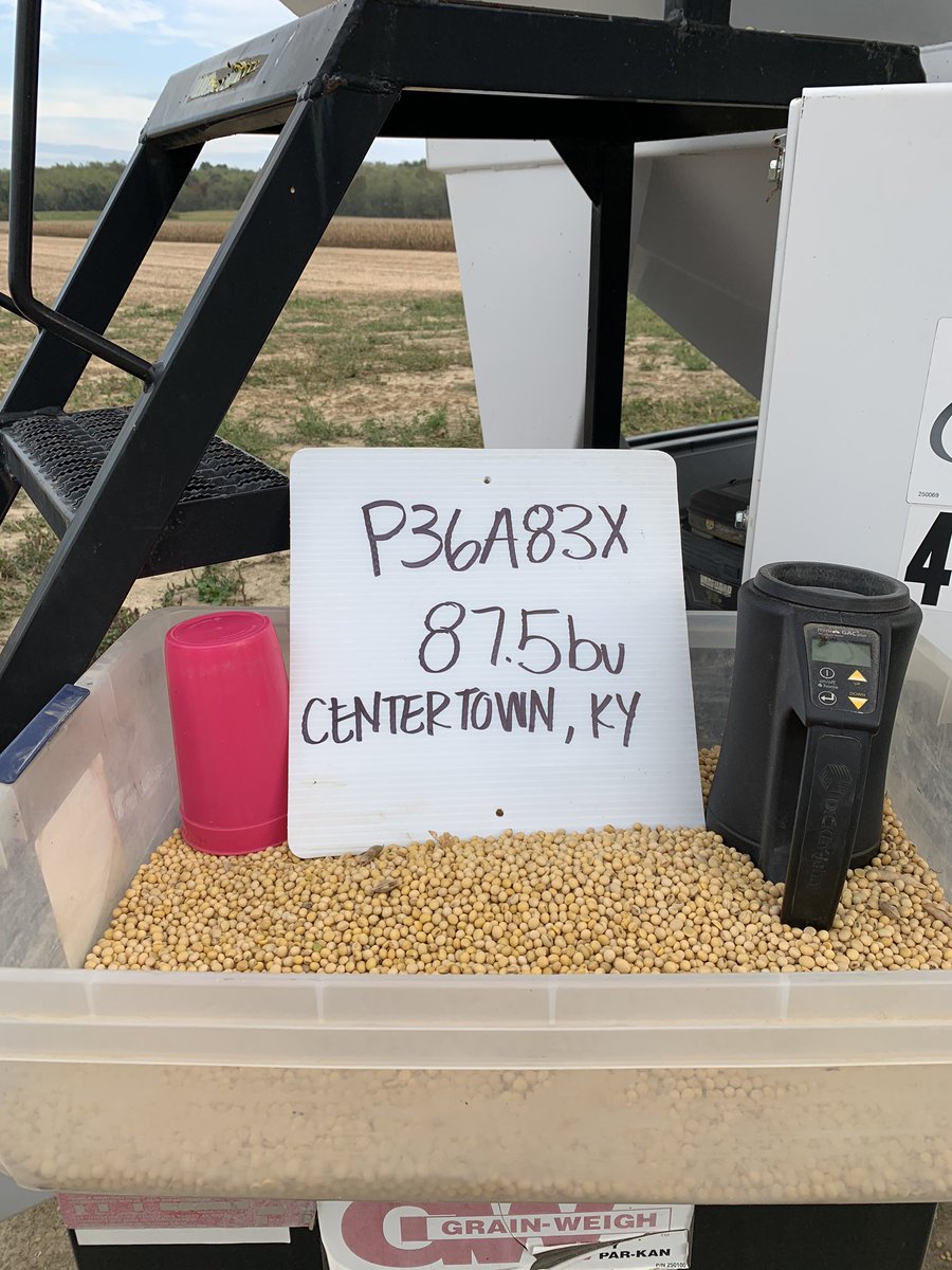 RuralQueen90's tweet photo. P36A83X with another win! Our new Group III beans are bringing yield and standability 💪 @PioneerSeeds #harvest19 https://t.co/oJpPPNoW6l