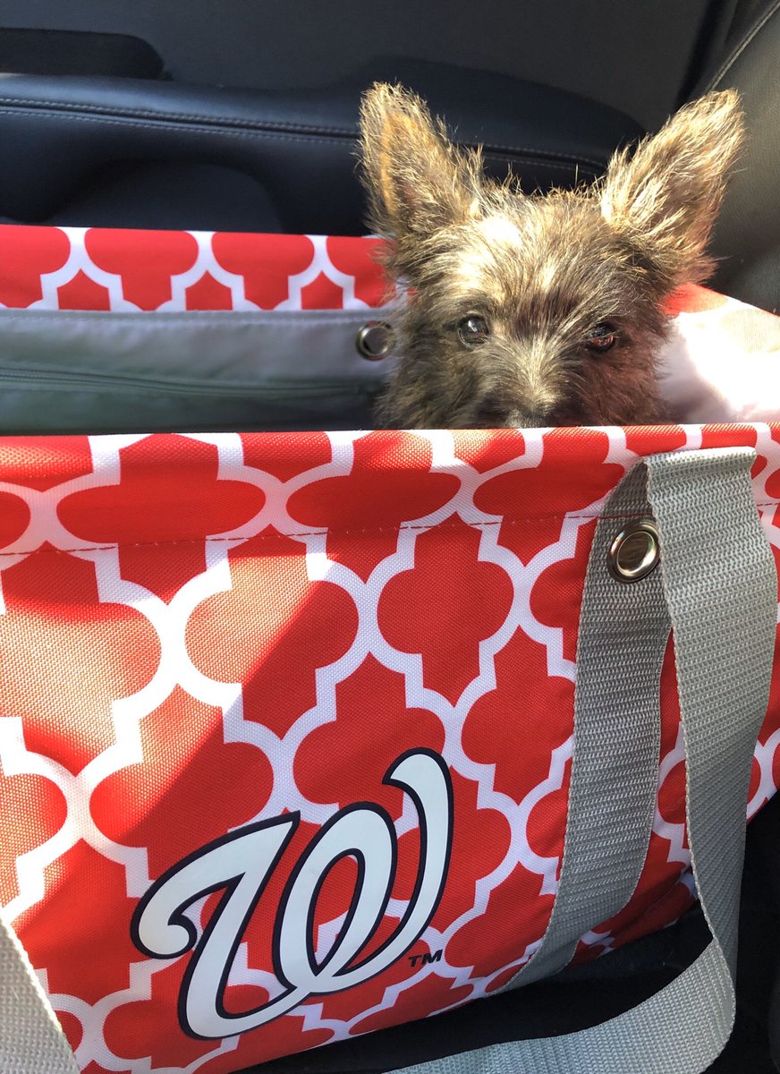 redpeper0728's tweet photo. @masnNationals @Nationals Penelope is ready! #NLCS #STAYINTHEFIGHT #bringhomethecurlyw https://t.co/iOK8yqylfw