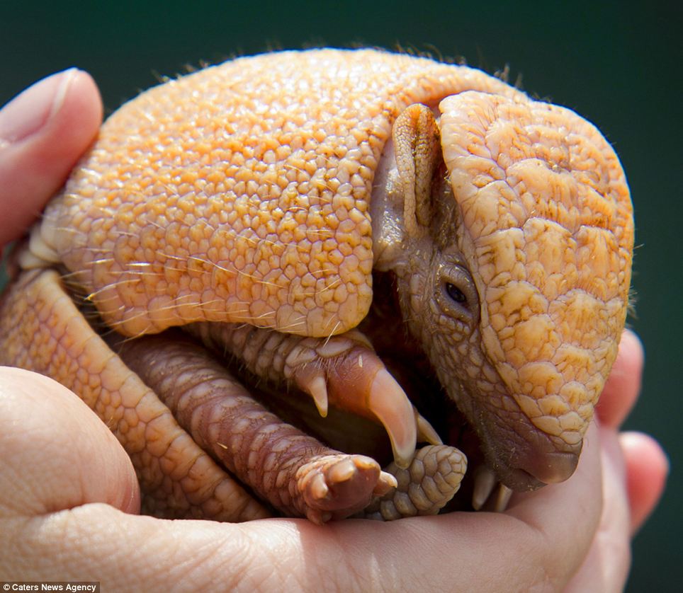 Armadillos #sleep around 19 hours a day, in part due to their heavy shells. If you have to carry a lot of weight around with you, make sure you get enough #rest. Let us know if #BluSleep can help.

#sleeping #pillows #pillow