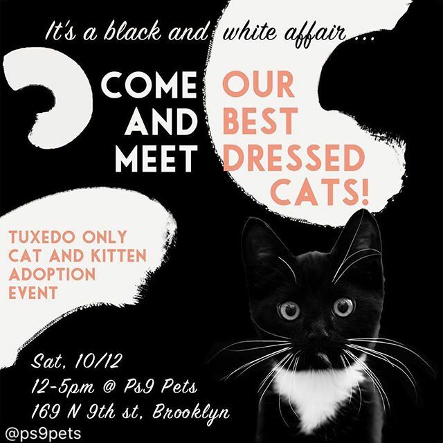 GreenpointCats's tweet photo. What’s black and white and cute all over??? TUXIE KITTIES!! Repost @ps9pets : 
Join us this Saturday for our predominately black and white kitty adoption event! Tuxedos, cow prints, all black, mostly white &amp; Cici! @greenpoint_cats @the_crazy_cat_fam #ado… https://t.co/usYFIpZoYH https://t.co/Fs2WTtuOuo