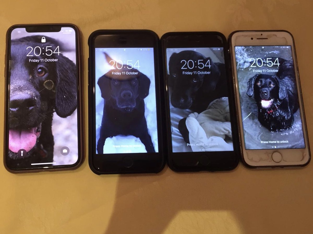 NatLD182's tweet photo. My phone, my brother’s phone, Dad’s phone and Mum’s phone. Just found out tonight we all have a very similar theme to our phone backgrounds 😂 #weallloveleo #spanador #pet #cockerspaniel #leo #iphone #labrador https://t.co/R5EgPDqTUt… https://t.co/eqE2Rj5OWh