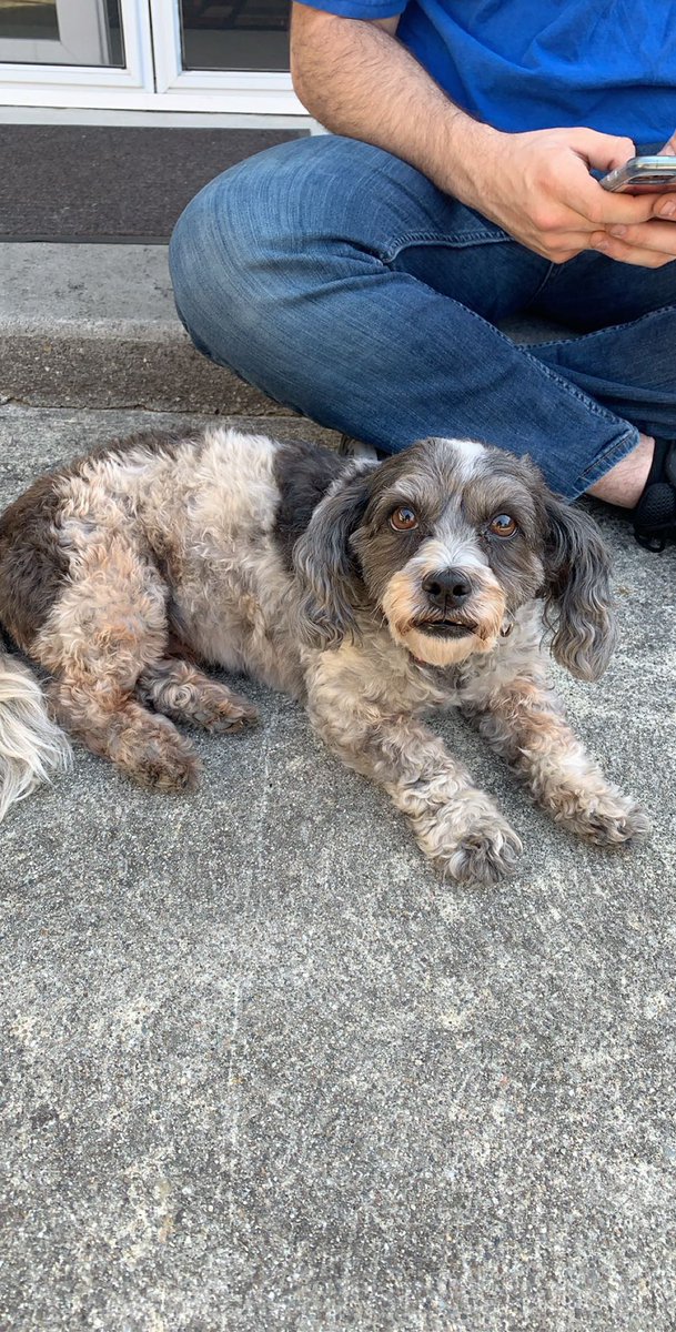 Found this dog in San Jose, California. If this is your dog or know who it belongs to, please dm me! RT to help spread the word 🙏