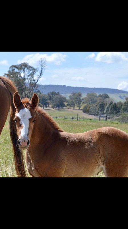atthewiretbs's tweet photo. Congratulations to Phoenix Broodmare Farm, after buying our mare Light Shows @mmsnippets. When you produce a filly like this as first foal they must be happy! By @AquisFarm Invader. #flashyfilly https://t.co/S45xu1AmaX