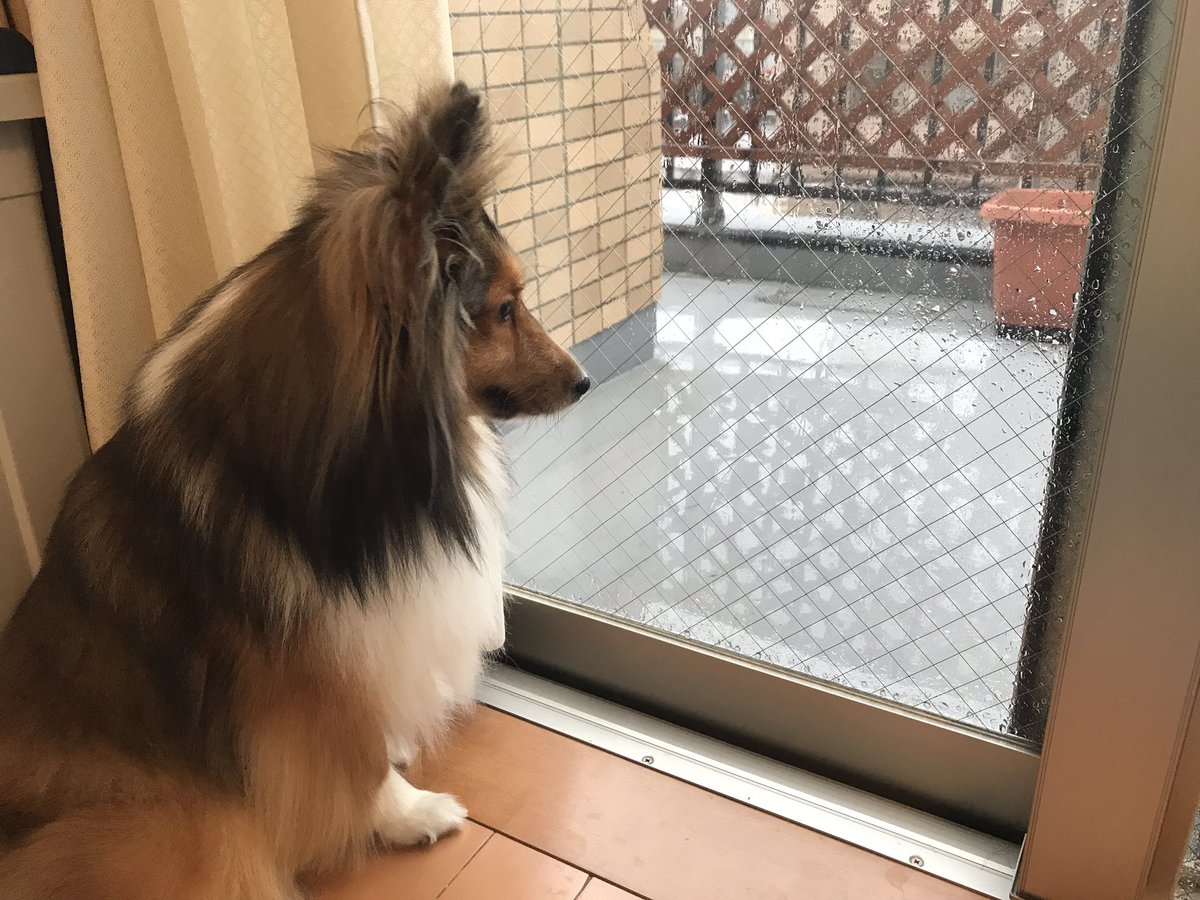Sheltie_1128's tweet photo. 台風19号が上陸してますね🌀
うちの🐶はごろごろしています(笑)
皆さんどうかお怪我のないように！
#ナイス犬しまい 
#シェルティ https://t.co/m3u1WpcQqu