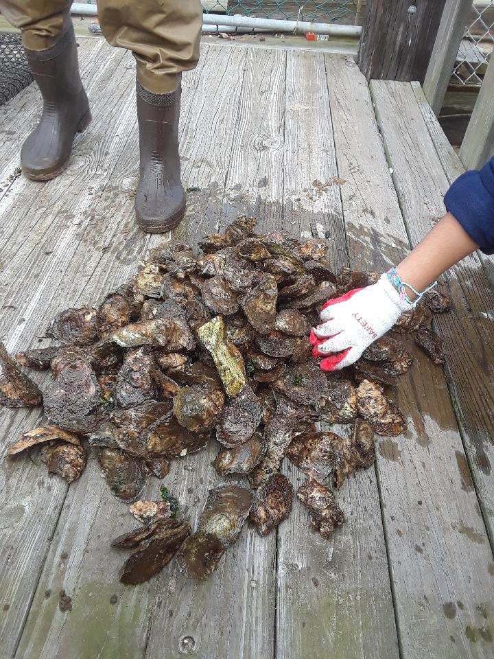 GaynorMcCownELS's tweet photo. So proud of our students for participating in our annual Day of Service. The Billion Oyster Project #makeamarkmakeadifference @NYCSchoolsHSN12 @NYCOutwardBound @SIBOD31 https://t.co/bYXLDSDJ0L